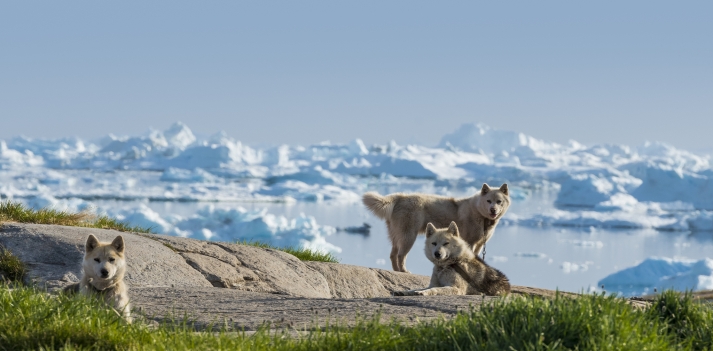 Islanda e Groenlandia - I parchi del Golden Circle e i fiordi di Ilulissat  4